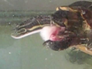20yr,old Turtle eating mouse(VERY BLOODY)