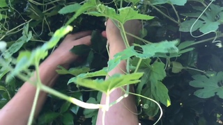 summer picking bitter melon fruit on my garden