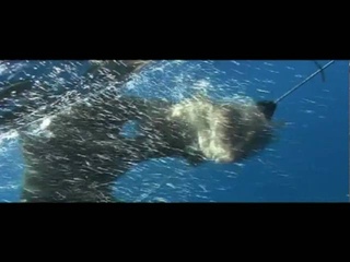 Best Spearfishing Shoots part 2.