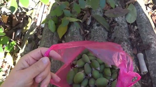 Инжир .Размышление  вслух . 22