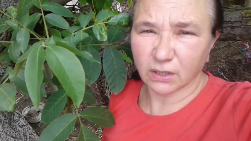 Бедолага или Как наша курица довела себя до beim