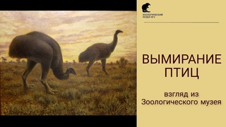 Вымирание птиц: взгляд из Зоологического музея