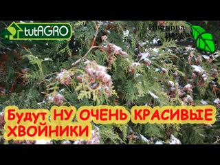 ОЧЕНЬ КРАСИВЫЕ ТУИ БЕЗ ШИШЕК: ЯРКИЕ, ИЗУМРУДНЫЕ, КРАСИВЫЕ, без ЖЕЛТИЗНЫ и СУХИХ ВЕТОК!