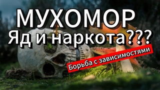 Мухомор.Яд!!Наркота!!Кошмар какой!!!
