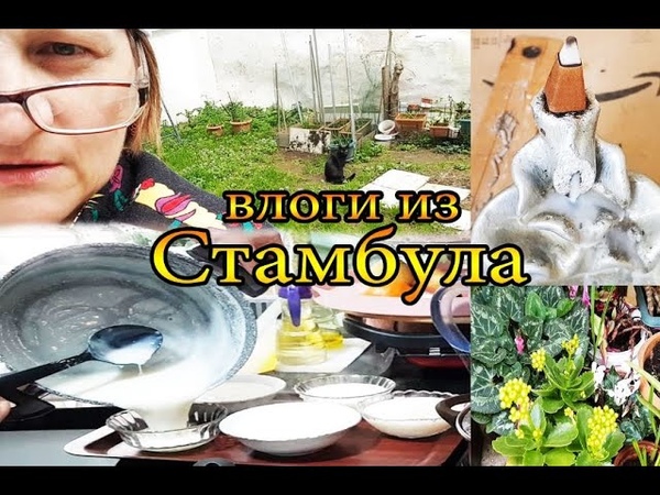 Сварила молочный пудинг, уличный кот хозяин бахчеката,