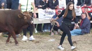 Martina Batista sa svojim Zlatonjom protiv Brizana - korida Toplice ivinice 2022