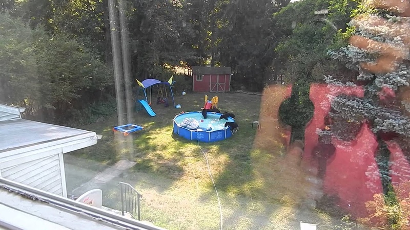 A bear family takes a dip in our pool Part