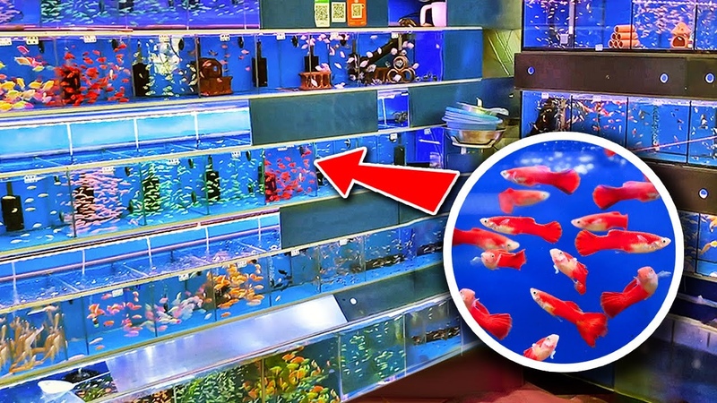 MILLIONS of Fish at China Aquarium Market