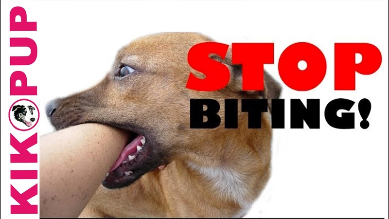 STOP your puppy BITING