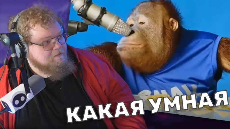 ТОХА T2x2 СМОТРИТ: orangutan asmr, Orang Utan