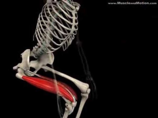 Squat exercise anatomy