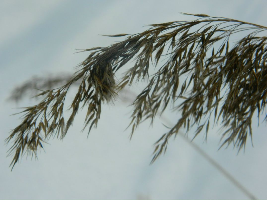 Диана Каспари | Новосибирск