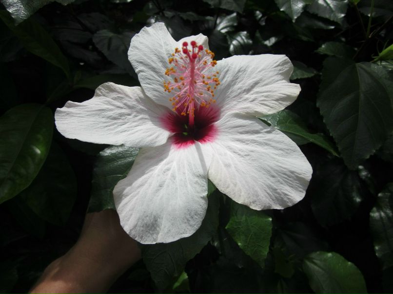 Andre Pablo | Санкт-Петербург