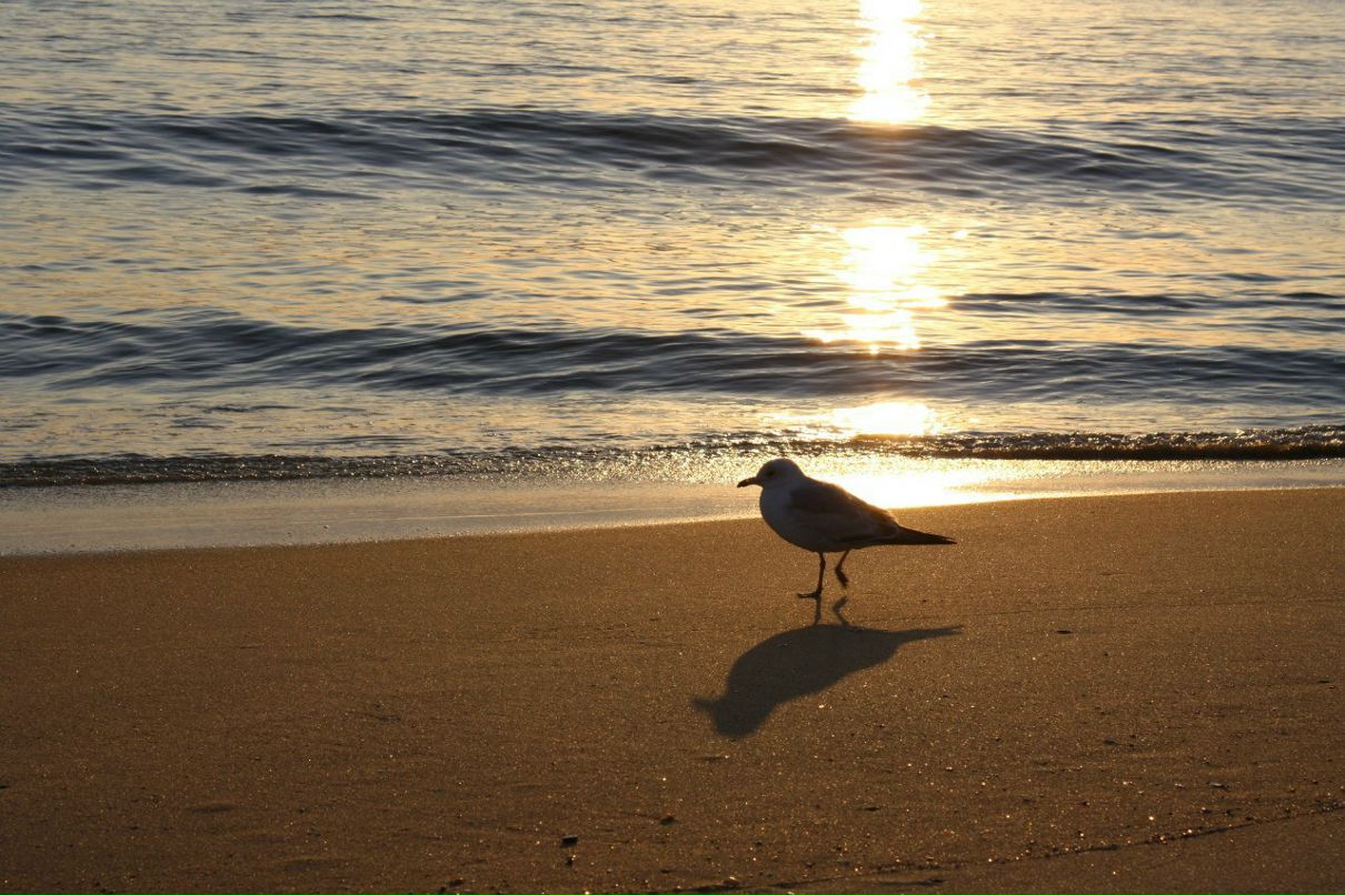 Valeriya Vandermark | Felton