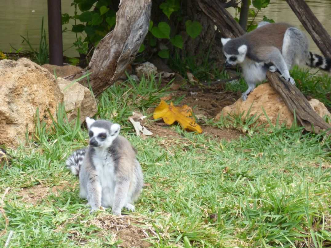 Лариса Федорова | New York City