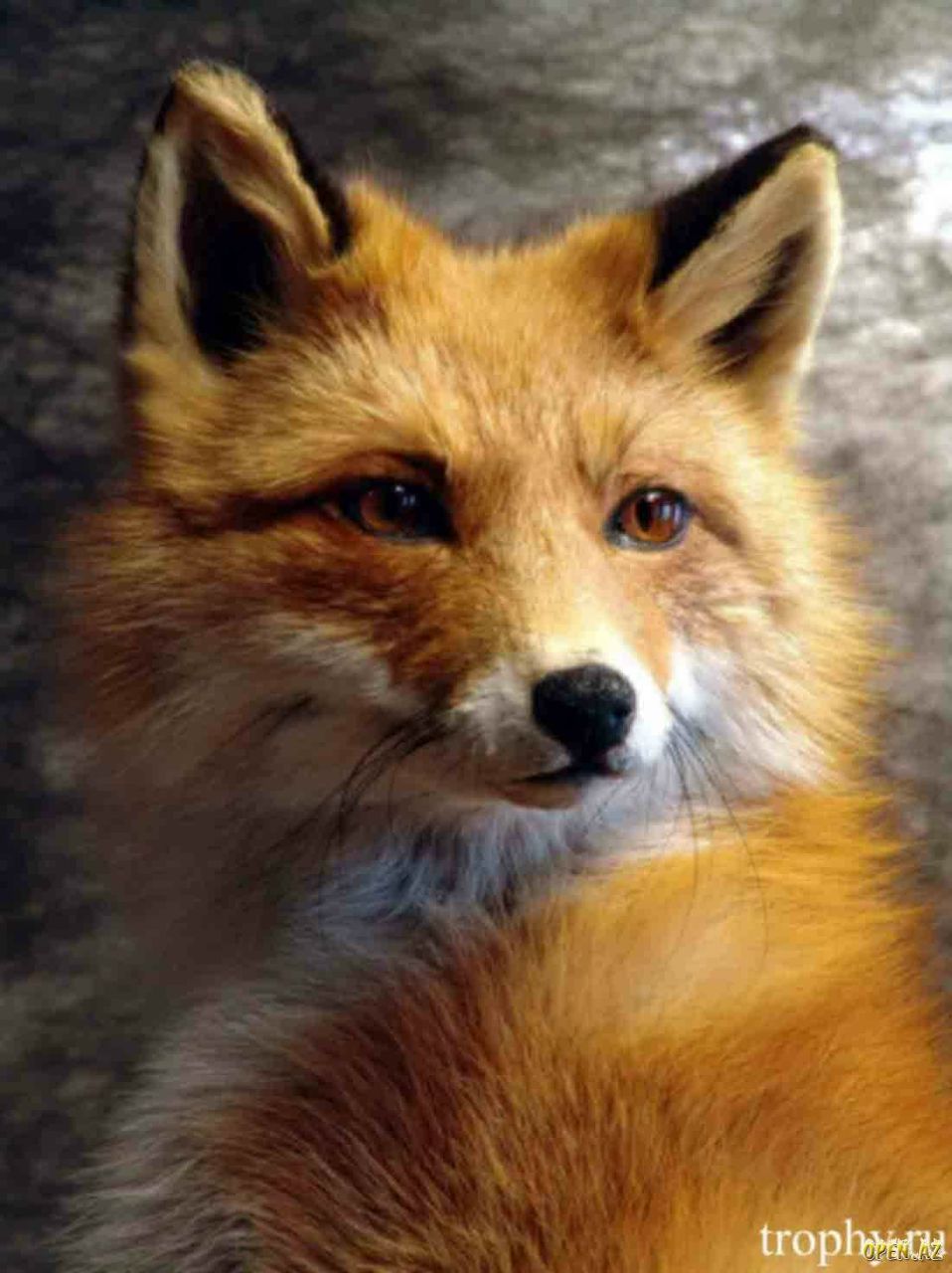 Антон Акбердин | Минск