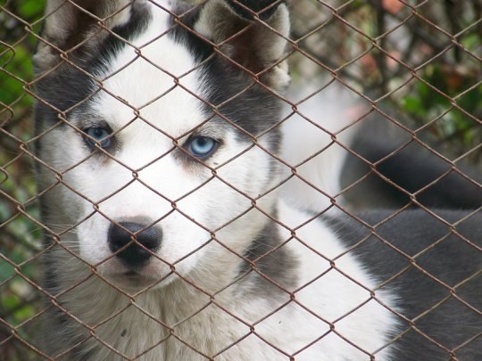 №16, Алексадр Пантелеев №16, Алексадр Пантелеев