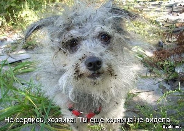 Ivanchich Planchich ВЛАДИМИРОВИЧ | Киев