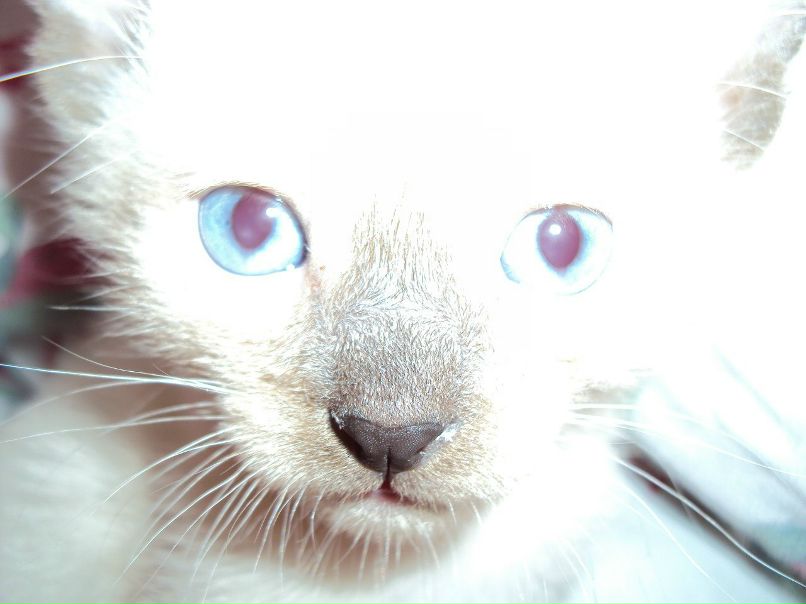 Светлана Светлова | Валдай