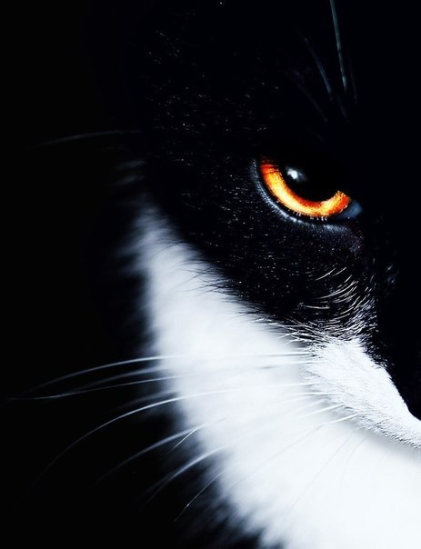 Ronin Gold Do | Харьков