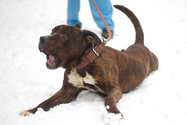 Александр Львов | Москва