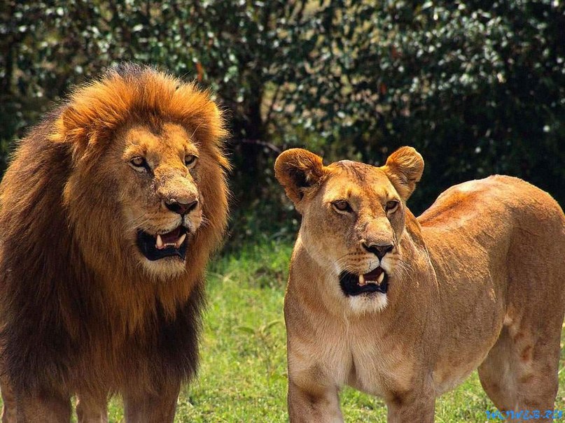 Кристина Касьянова | Воронеж