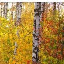 №143, Олег Водинов, Череповец №143, Олег Водинов, Череповец