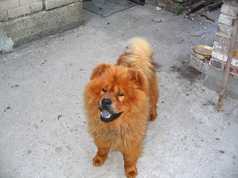 Pit Bull | Запорожье