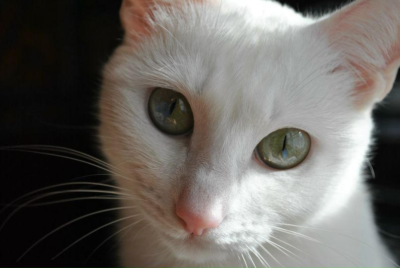 Геннадий Попович | Саратов