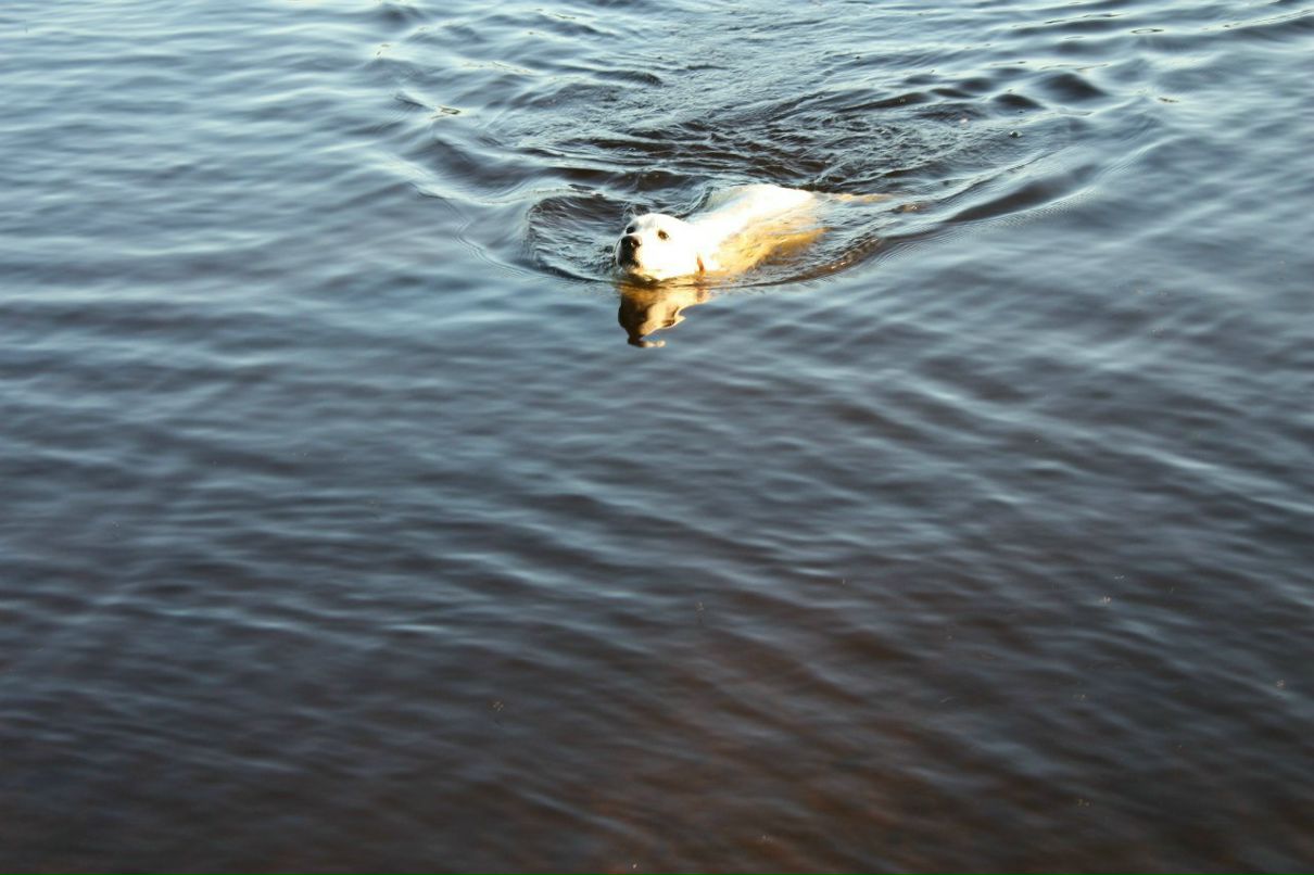 Николай Гаспирович | Санкт-Петербург