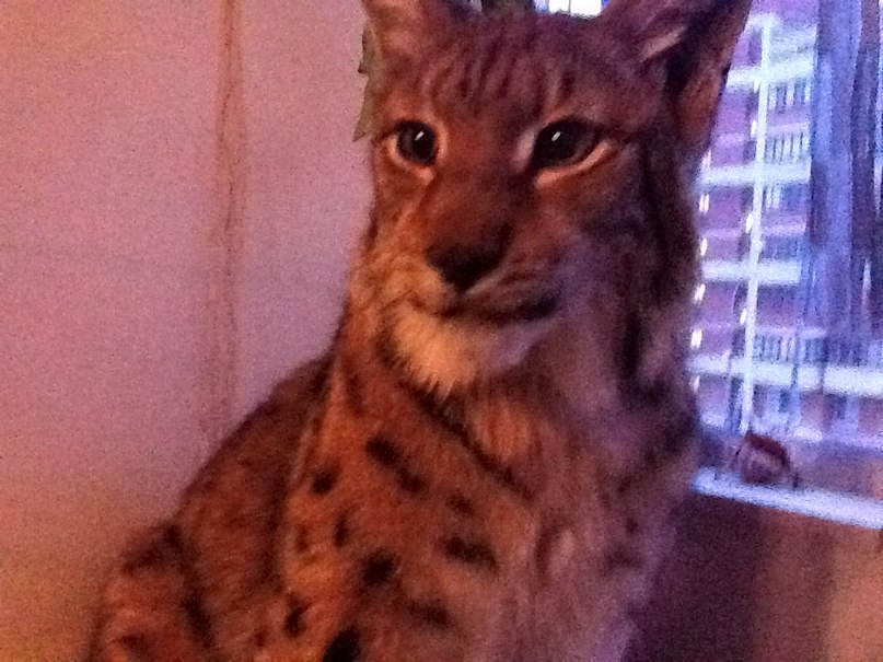 Леша Медведев сергеевич | Москва