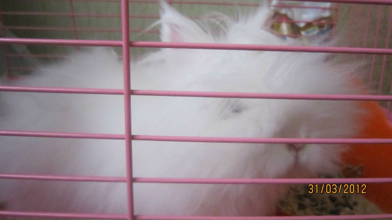 Вячеслав Пикуль | Санкт-Петербург