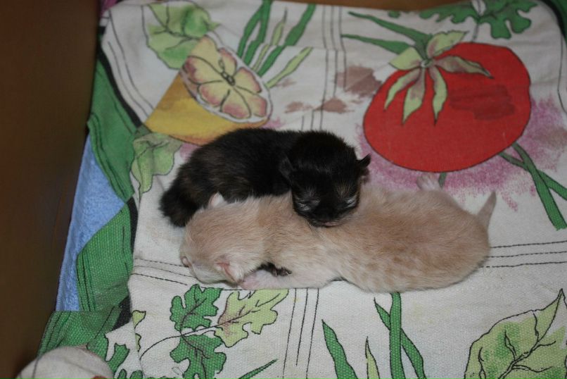 Виктория Титова-Трубачёва | Минск