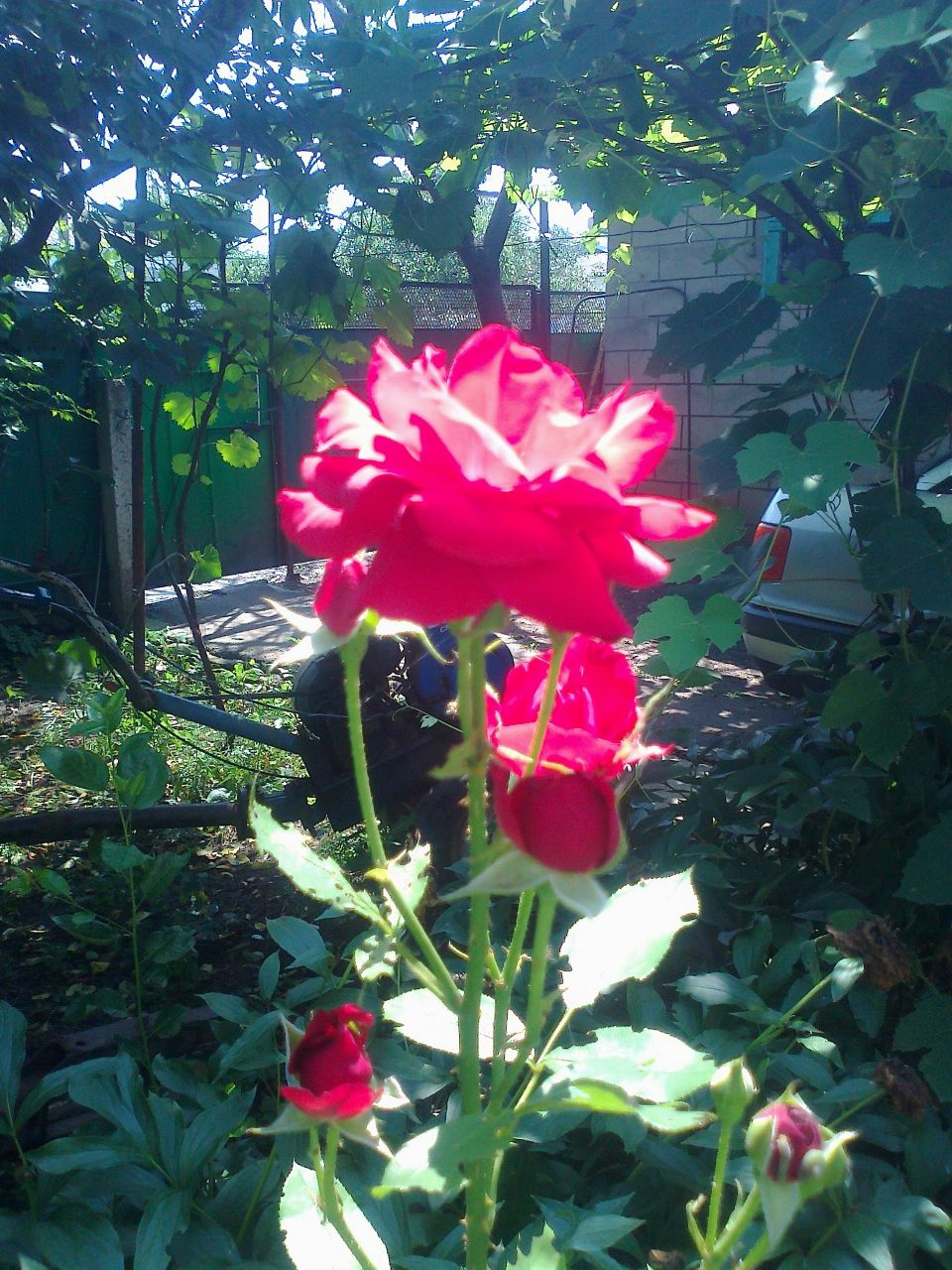 Елена Сиренко | Санкт-Петербург