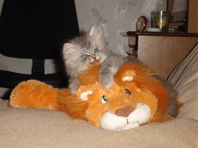 Ксения Нечаева | 