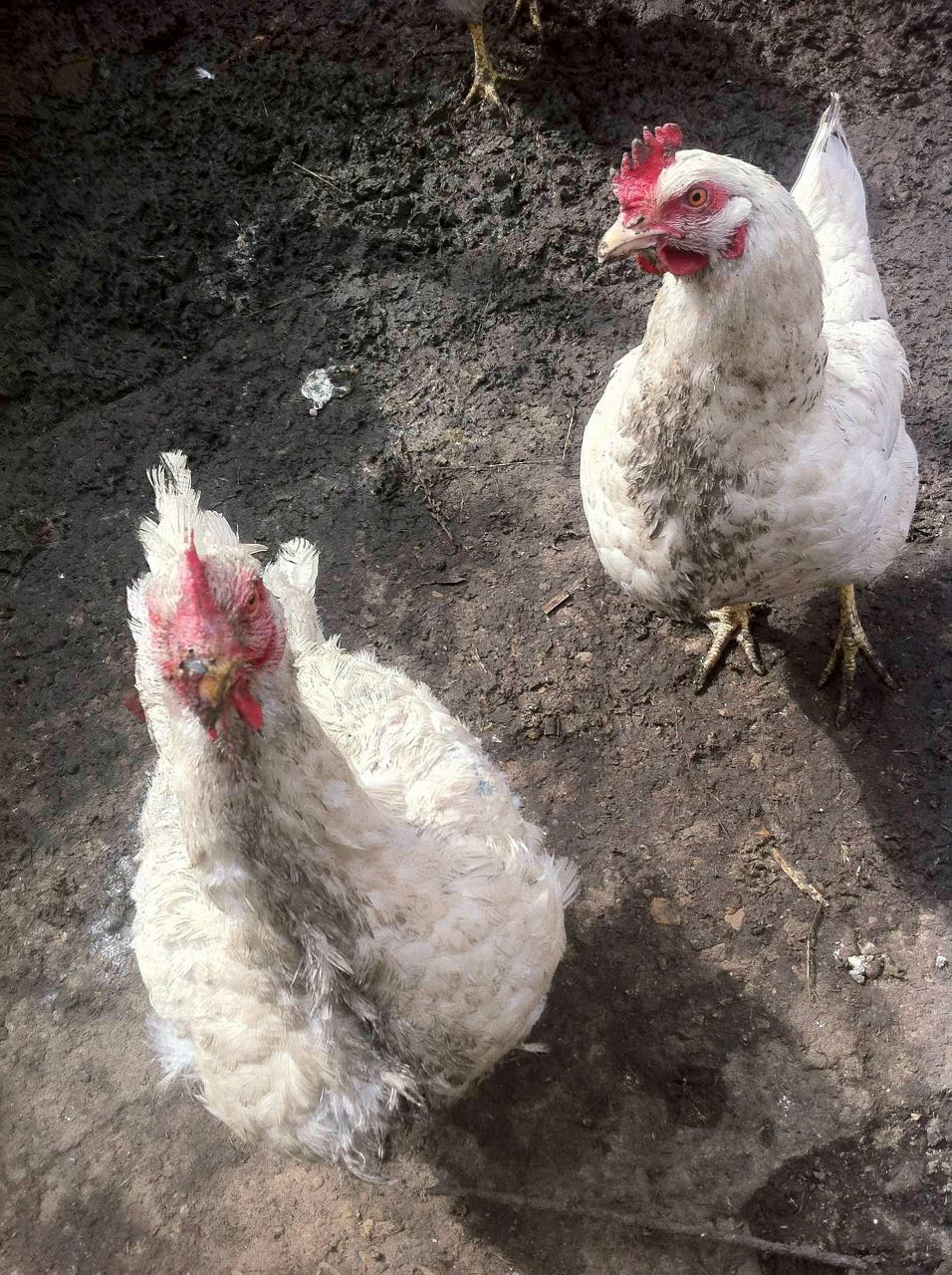 Марьян Будич | Москва