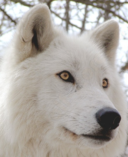 №11, Алексий Маркитан, Астрахань №11, Алексий Маркитан, Астрахань