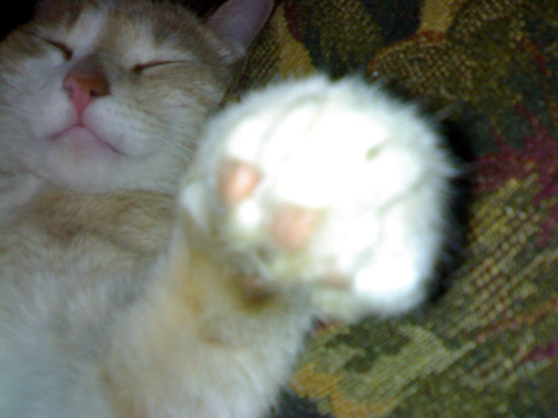 Александр Причепа | Киев