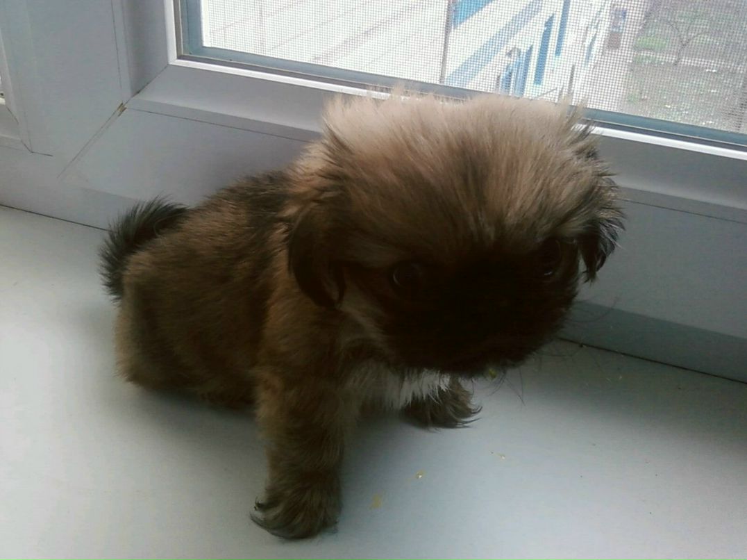 Лилия Шевченко | Кривой Рог