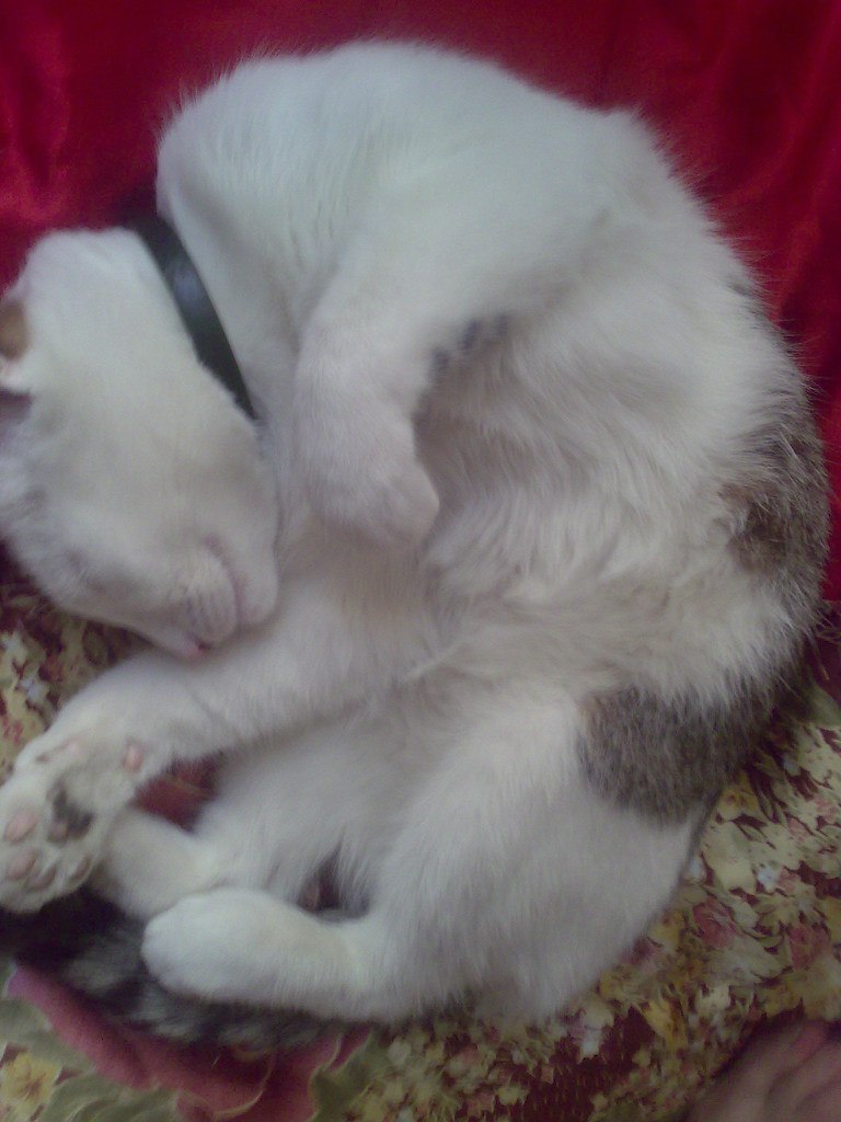 Тарлан Миркамиров Миркамирович | Санкт-Петербург