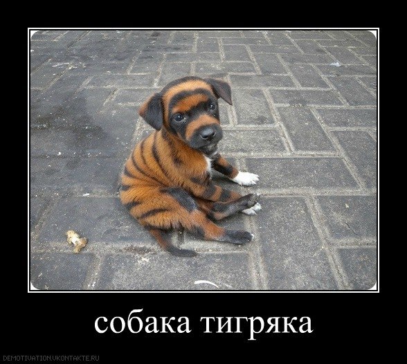 №19, Регина Регина, Курган №19, Регина Регина, Курган