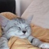 Аватар: Котик Шиков