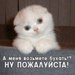 Серый Гущик фотография #33 (источник - https://vk.com/id166220637)