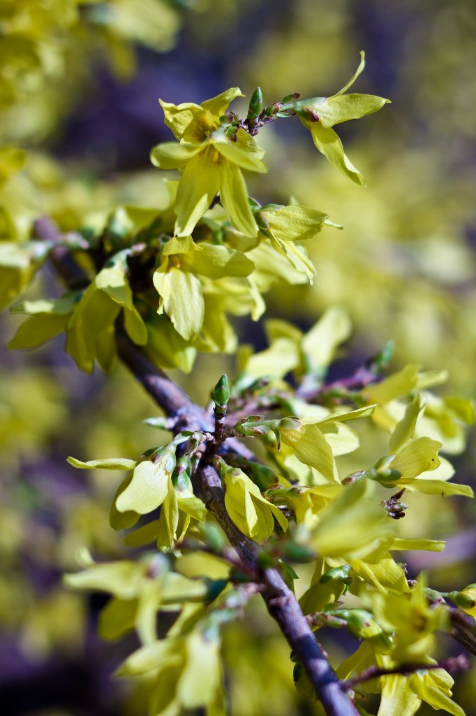 Сергей Топчий Викторович | Киев