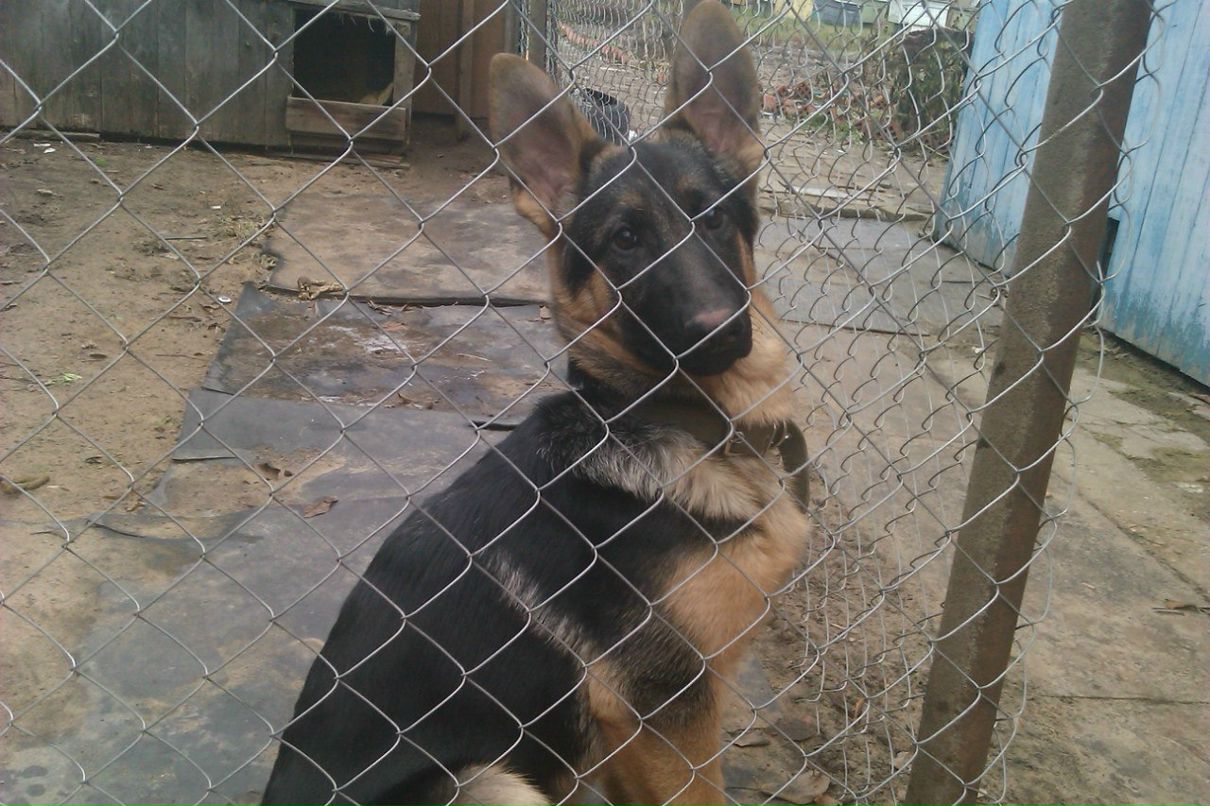 Максим Шитов | Ступино