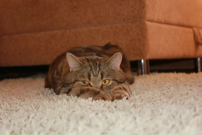 Ольга Киселёва | 