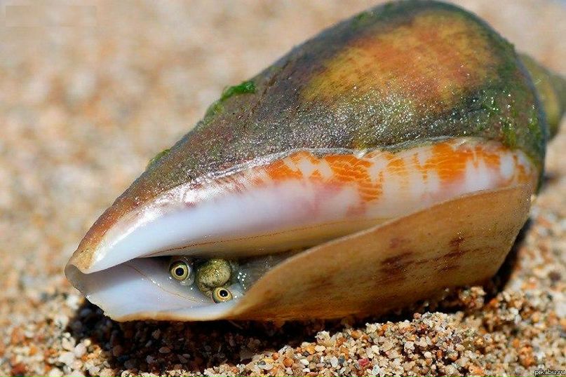 Юлия Полякова | Измаил