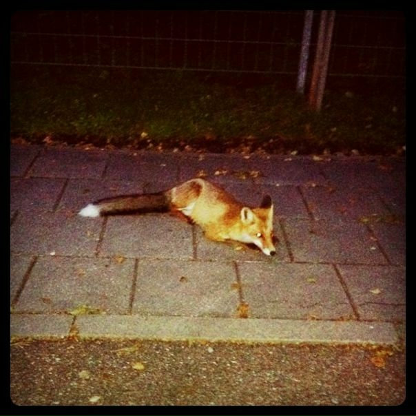 №122, Raya Poltavskaya, Иерусалим №122, Raya Poltavskaya, Иерусалим