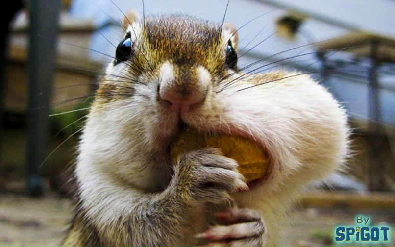 Ирина Фоменко | Обнинск