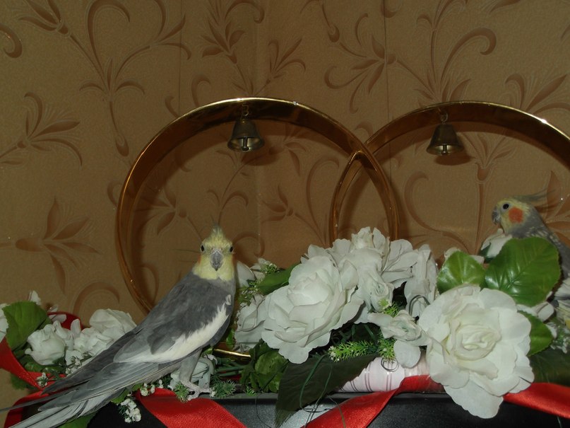 Дмитрий Голованов | Самара